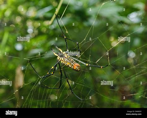 Giant Wood Spider Nephila Maculata Phongsaly Laos Stock Photo Alamy