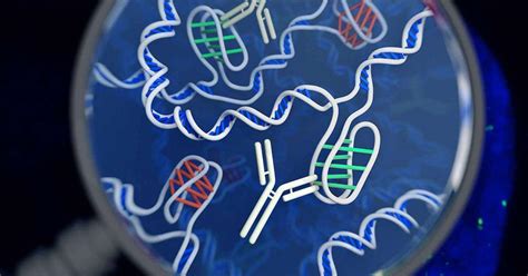 C Mo Hacer Un Test De Adn Precio Y Qu Revela Ancestros Y Enfermedades