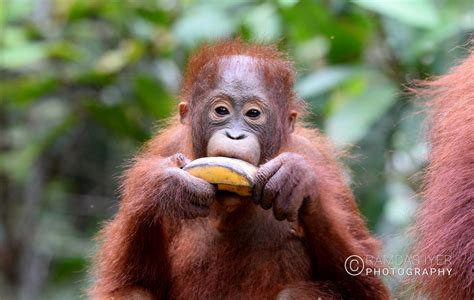 Indonesia Wildlife – Ramdas Iyer Photography