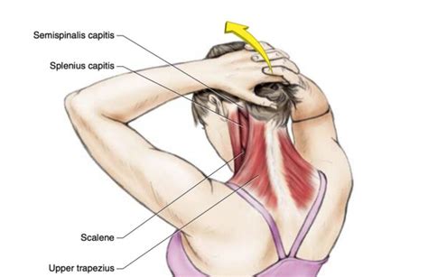 11 Simple Stretches To Relieve Neck and Shoulder Tension