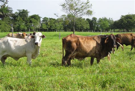 Caquetá Invertirá 7 Mil Millones En Transformación Ganadera Contexto