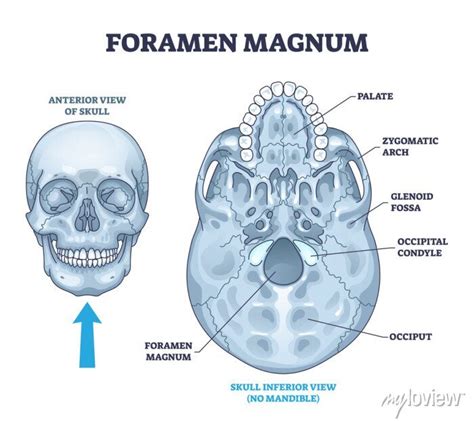 Foramen magnum skeletal bone hole in human skull anatomy outline ...