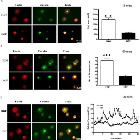 Human Gingival Fibroblasts Possess A Similar Cell Morphology To Human