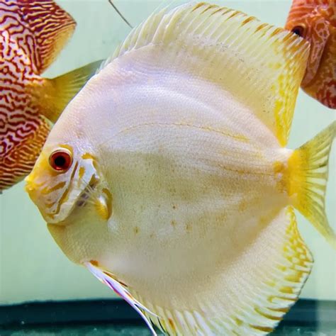 The Rare Beauty Of Albino Discus Worldweet