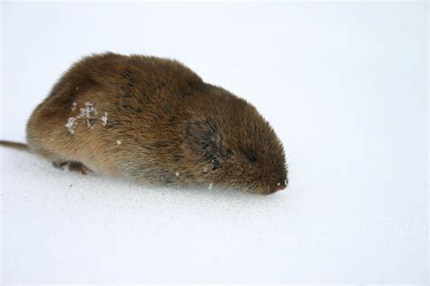 Pine Vole Emuseum Of Natural History