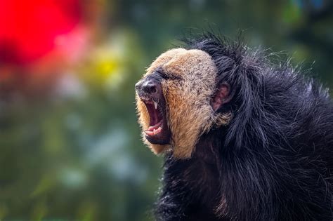 The Animals of the Buffalo Zoo – Anthony Morganti Photography