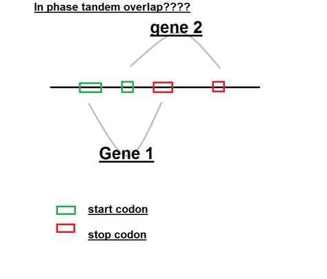 Genetics Trouble Understanding Overlapping Genes Biology Stack