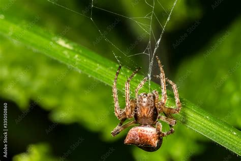 Araign E Des Jardins Ou Araign E Porte Croix Epeire Diad Me Foto De