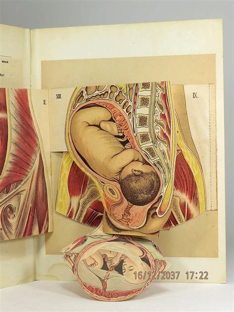 Anatomie En Physiologie Van De Vrouwelijke Geslachtsorganen En Van De