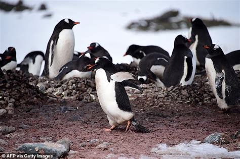 Depraved Sex Life Of Penguins Is Revealed In Scientific Manuscript