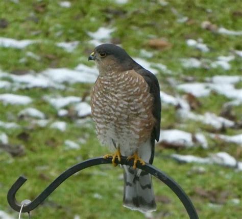 Sharp Shinned Hawk - FeederWatch