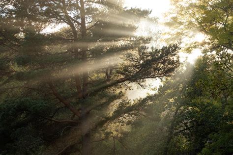 Forest With Sunlight · Free Stock Photo