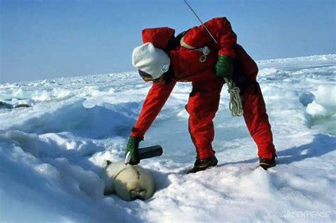 The Truth Behind The Canadian Seal Hunt - Eluxe Magazine