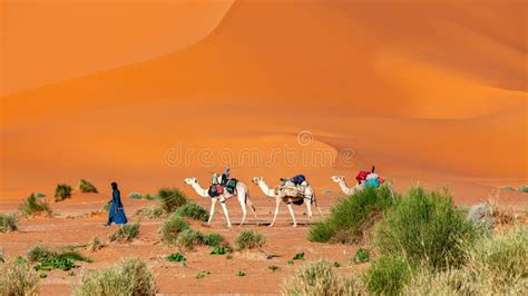 Caravan In The Desert Of Sahara In Algeria Stock Image Image Of