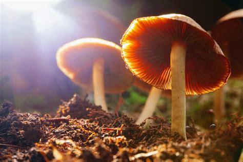 Scientists Learn Why Psilocybin Mushrooms Make You Hallucinate •