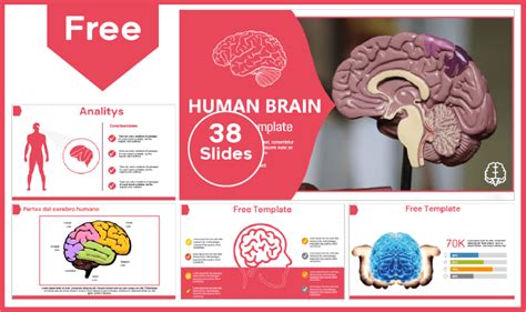 Human Brain Template PowerPoint Templates And Google Slides