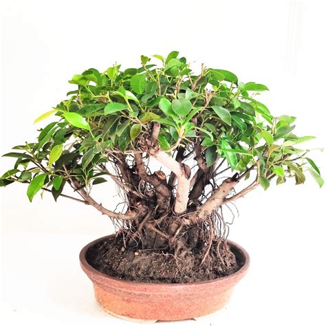 Ficus Panda Bonsai Ficus Microcarpa Bonsai Multitrunk Style Bonsai