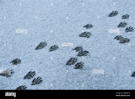 Raccoon Footprint Tracks In Snow Stock Photo Alamy
