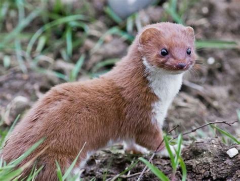 Facts About Weasels | Live Science