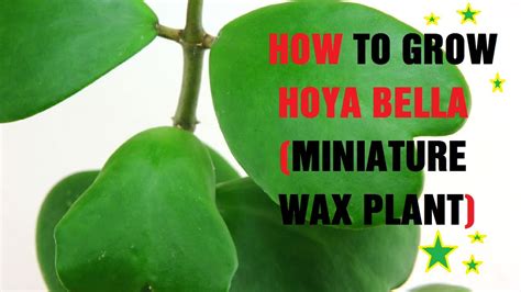 How To Grow Hoya Bella Miniature Wax Plant Youtube