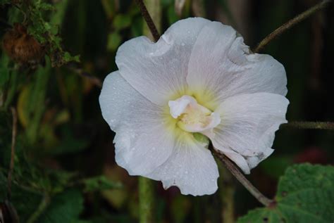 Banco De Imagens Natureza Flor Plantar Branco Flor P Tala Rosa