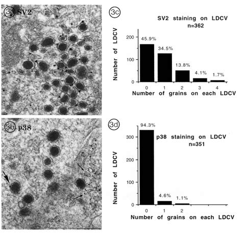 Figure From Subcellular Localization Of Sv And Other Secretory