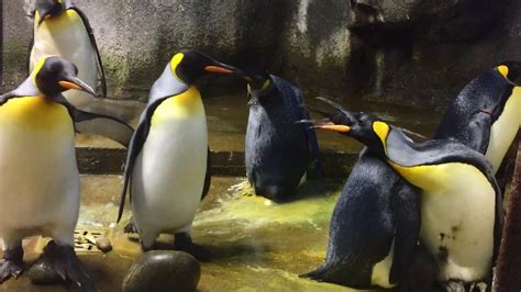 Amor animal una pareja de pingüinos gay adopta a una cría olvidada