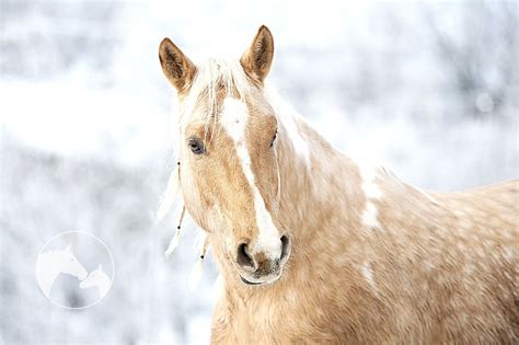 Best Horse Breeds For Beginners [And First Time Owners]