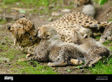 Cheetahs Kissing