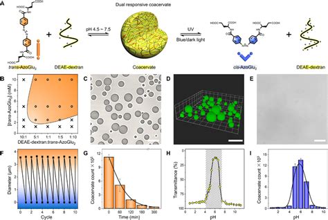 Azoglu Deae Dextran Coacervate Microdroplets A Schematic Of