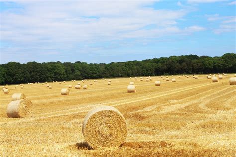 Harvest Hay Straw Free Photo On Pixabay Pixabay