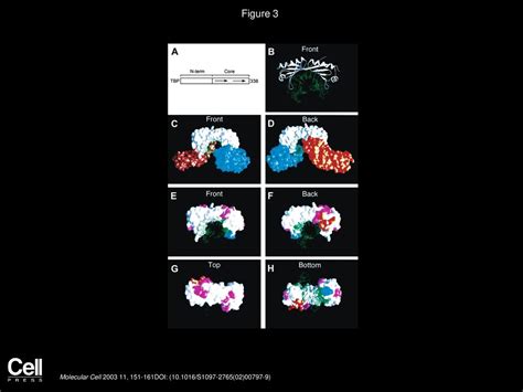 A Shared Surface Of Tbp Directs Rna Polymerase Ii And Iii Transcription