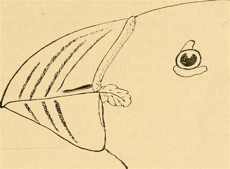 Image from page 50 of Vögel der paläarktischen Fauna Flickr