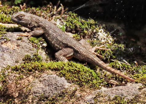 Sceloporus Occidentalis Western Fence Lizard 10 000 Things Of The Pacific Northwest