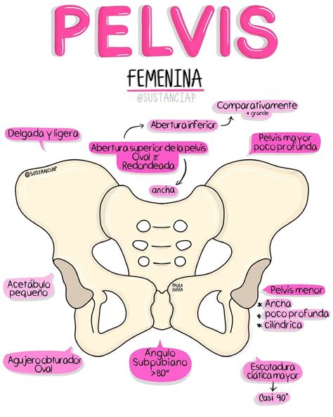 Pelvis Femenina Anatomie Und Physiologie Anatomie Anatomie Knochen