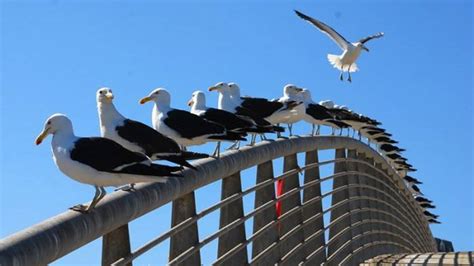 Una Ciudad Belga Planea Suministrar Anticonceptivos A Gaviotas Infobae