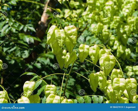 Golden Rain Tree Koelreuteria Paniculata Unripe Seed Pods Close Up