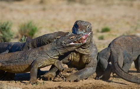 Premium Photo Komodo Dragons Are Eating Their Prey Indonesia Komodo