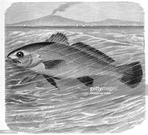 Meagre Fish Photos and Premium High Res Pictures - Getty Images