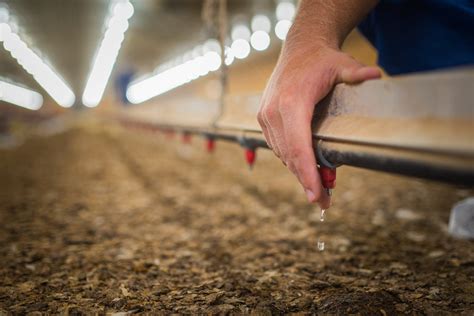 Cobb Breeder Management Guide Equipment Checks The Poultry Site