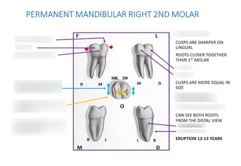 Mandibular R Nd Molar Diagram Quizlet