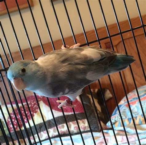 Photos From Rescue Unwanted And Abandoned Companion Birds Globalgiving