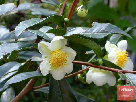 Камелия китайская (Camellia sinensis) — описание, выращивание, фото ...