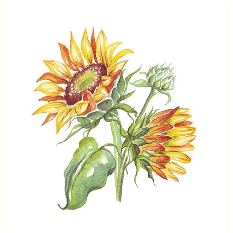 Tournesols Aquarelle Vecteur Premium