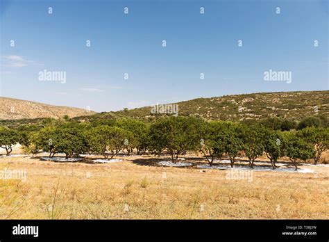 Mastic Trees In Mastic Field At Chios Island Greece Stock Photo Alamy