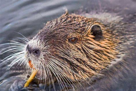 What Do Beavers Eat The Beavers Herbivore Diet