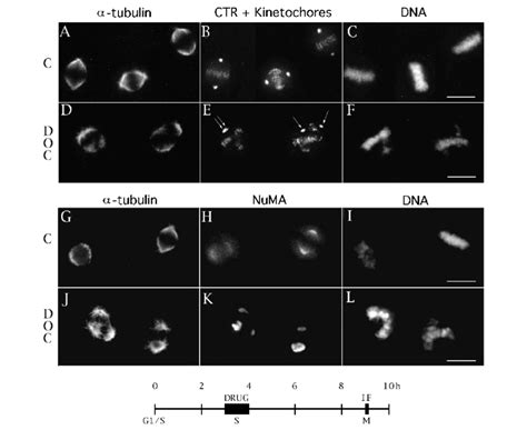 Mitotic Spindle Morphology Control Cells A Cg I And Cells Treated