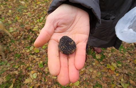 Tuber Uncinatum La Trufa Negra De Oto O Blog De Setas