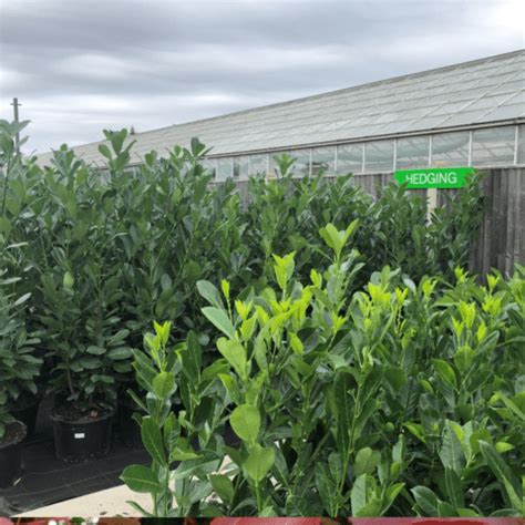 Hedging The Big Green Plant Centre