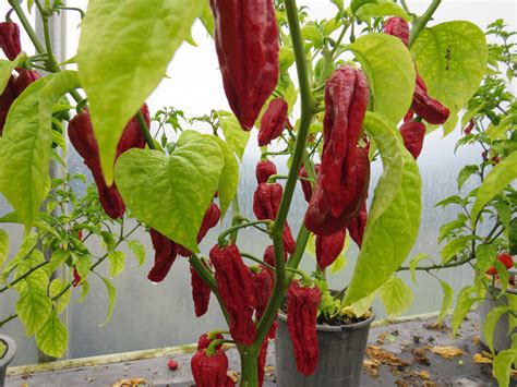 Chilli Naga Viper Grower Direct Te Puna Bay Of Plenty Nz